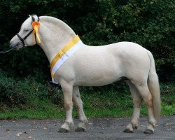 stallion Rudsmo Remi (Fjord Horse, 2008, from Elvar N.2231)