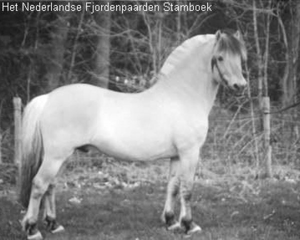 stallion Rex I-84 (Fjord Horse, 1990, from Knast Halsnæs)