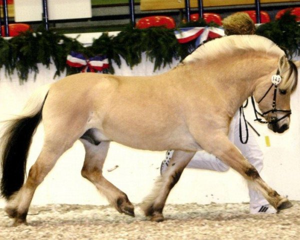 stallion Ricardo Baron (Fjord Horse, 1997, from Roni Baron)