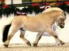 stallion Ricardo Baron (Fjord Horse, 1997, from Roni Baron)