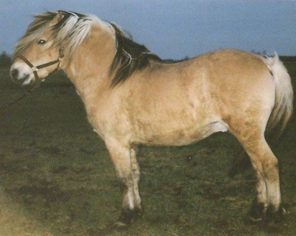 stallion Risdals Sambo (Fjord Horse, 1986, from Jesper Skovlund)