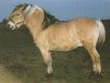 stallion Risdals Sambo (Fjord Horse, 1986, from Jesper Skovlund)