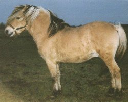 stallion Risdals Sambo (Fjord Horse, 1986, from Jesper Skovlund)