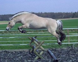 dressage horse Robin (Fjord Horse, 2002, from Kastanielystens Rasmus)