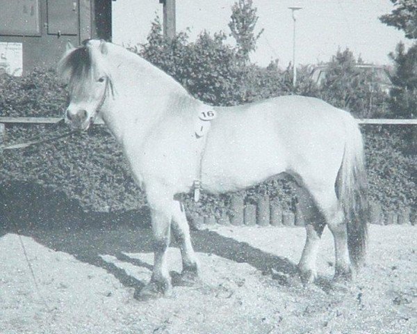 stallion Rocky (Fjord Horse, 1984, from Rei Halsnæs D.542)