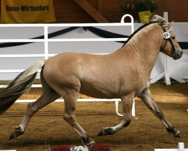 stallion Rogar S (Fjord Horse, 2006, from Mastrup Romeo)