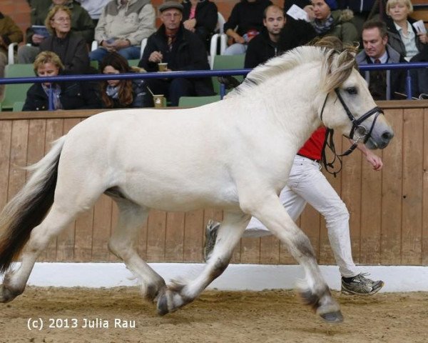 horse Rollo (Fjord Horse, 2011, from Resen N.2673)
