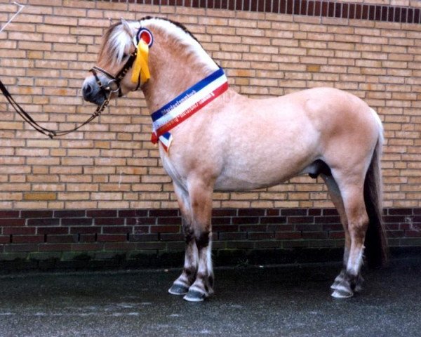 stallion Rolex Baron (Fjord Horse, 1999, from Roni Baron)