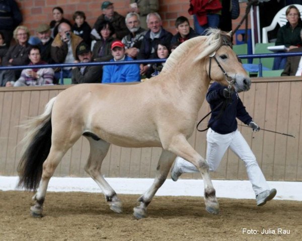 stallion Rongar (Fjord Horse, 2006, from Rånn N.2659)