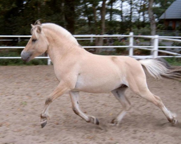 dressage horse Rouwen Baron (Fjord Horse, 2001, from Ricardo Baron)