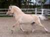 dressage horse Rouwen Baron (Fjord Horse, 2001, from Ricardo Baron)