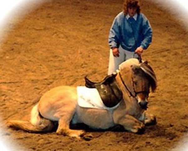 stallion Roni Baron (Fjord Horse, 1983, from Baron Halsnæs )