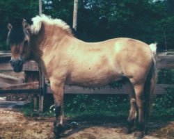 stallion Pascha von Burg Reichenberg (Fjord Horse, 1964, from Panther)