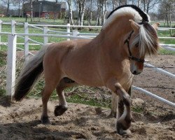 stallion Pirke (Fjord Horse, 1995, from Kaspar)