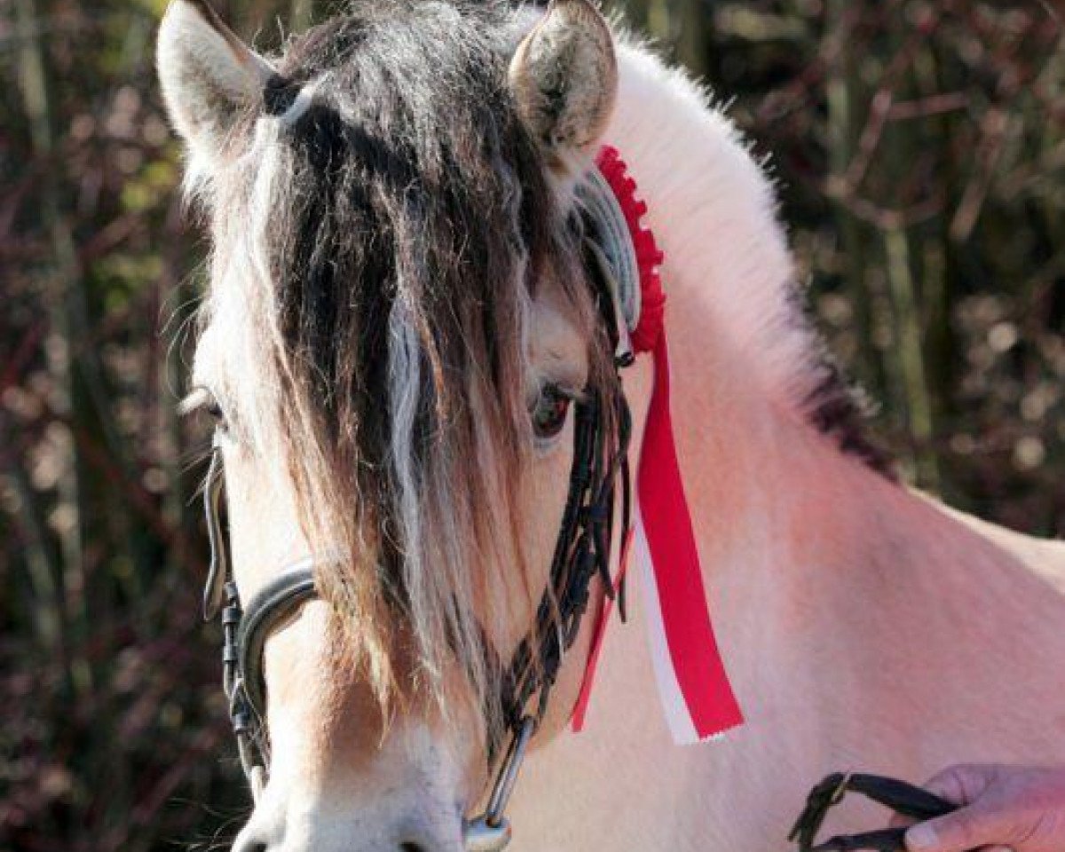 stallion Pluto (Fjord Horse, 2004, from Plutonikk)