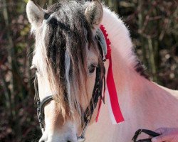 stallion Pluto (Fjord Horse, 2004, from Plutonikk)