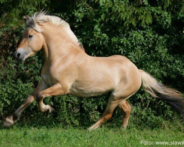 Pferd Ohlquist (Fjordpferd, 2002, von Ohlsen)