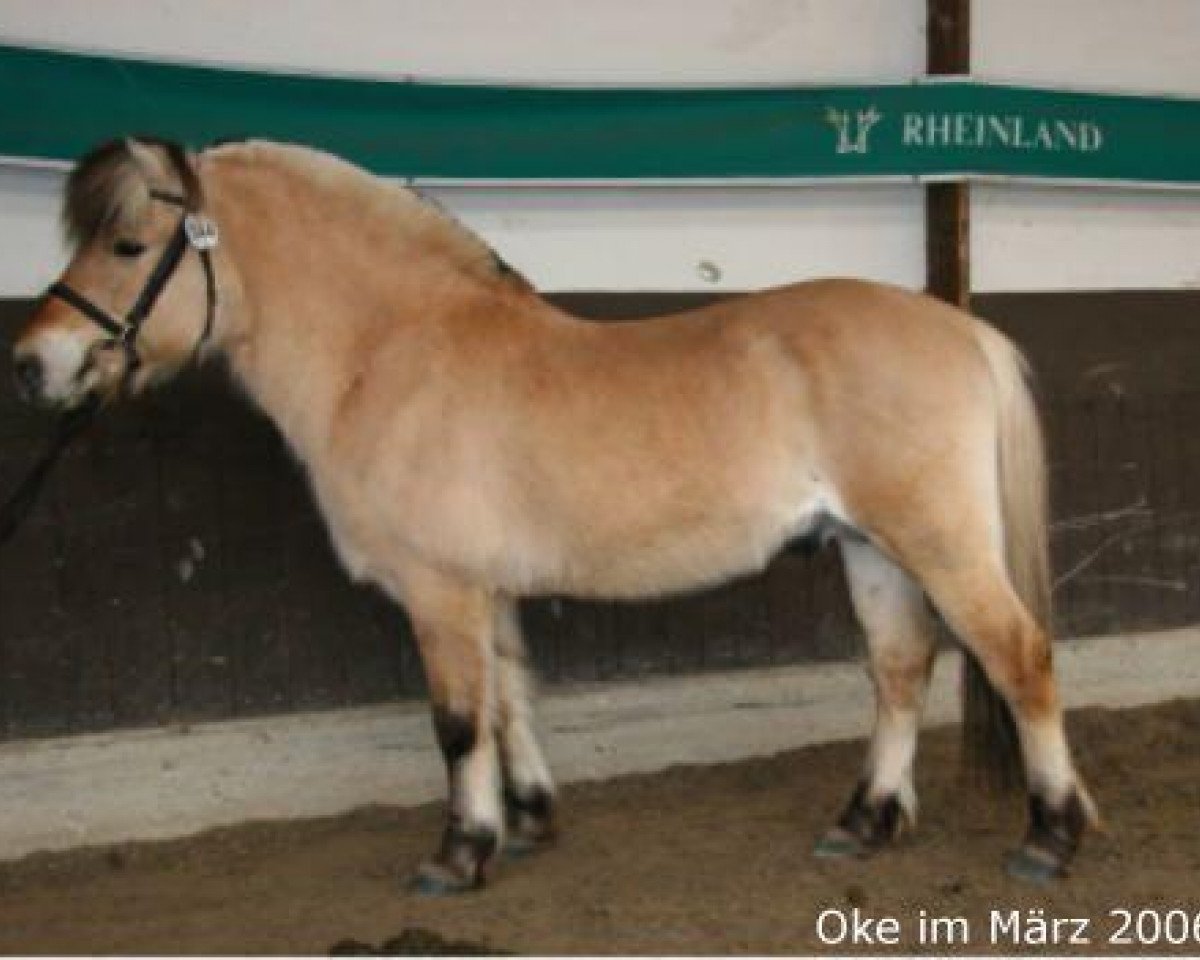 stallion Oke (Fjord Horse, 1985, from Ole)