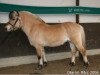 stallion Oke (Fjord Horse, 1985, from Ole)