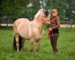 stallion Okke (Fjord Horse, 1998, from Ohlsen)