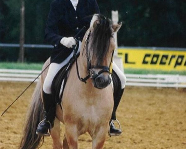 stallion Ole (Fjord Horse, 1988, from Ohlsen)