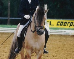 stallion Ole (Fjord Horse, 1988, from Ohlsen)