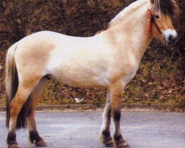 Pferd Onyx (Fjordpferd, 1999, von Ohlsen)