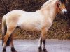 horse Onyx (Fjord Horse, 1999, from Ohlsen)