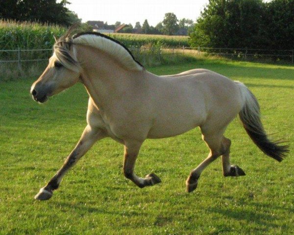 stallion Oostern (Fjord Horse, 1993, from Orlandos)