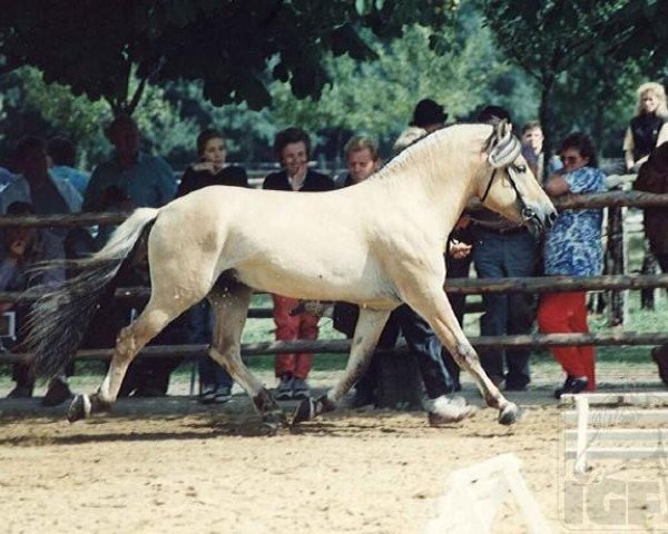 Deckhengst Optimal (Fjordpferd, 1990, von Orlandos)