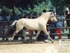 stallion Optimal (Fjord Horse, 1990, from Orlandos)