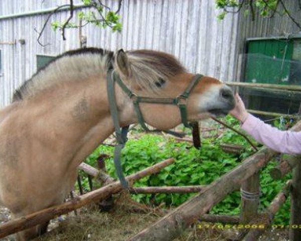 stallion Orkan (Fjord Horse, 1987, from Oelve)