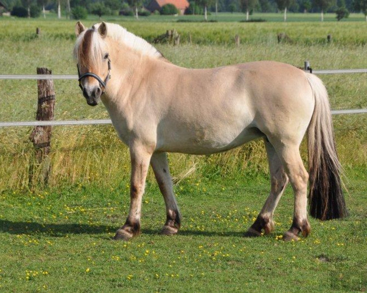 Zuchtstute Højgaards Cesna (Fjordpferd, 2002, von Golf Gudenå)