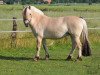 broodmare Højgaards Cesna (Fjord Horse, 2002, from Golf Gudenå)