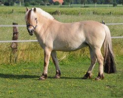 broodmare Højgaards Cesna (Fjord Horse, 2002, from Golf Gudenå)