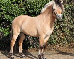 horse Orsistan (Fjord Horse, 2009, from Oostern)