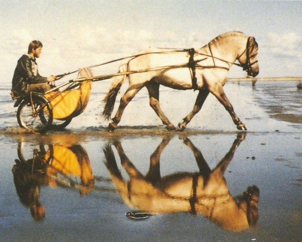 Deckhengst Odin (Fjordpferd, 1982, von Olger F 114)