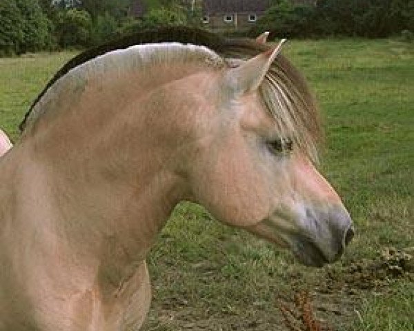 horse Othello (Fjord Horse, 1986, from Odin)