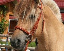 stallion Malino (Fjord Horse, 2000, from Merkur N.2743)