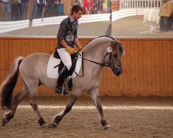 stallion Malte (Fjord Horse, 2005, from Merlin)
