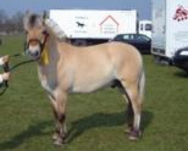 dressage horse Mark Thorsø (Fjord Horse, 2005, from Cadeau Halsnæs)