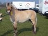 dressage horse Mark Thorsø (Fjord Horse, 2005, from Cadeau Halsnæs)