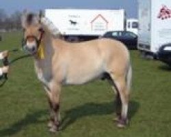 dressage horse Mark Thorsø (Fjord Horse, 2005, from Cadeau Halsnæs)