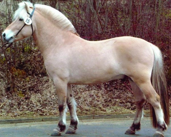 Pferd Mastrup Romeo (Fjordpferd, 1998, von Tor Halsnæs )