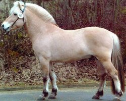 horse Mastrup Romeo (Fjord Horse, 1998, from Tor Halsnæs )