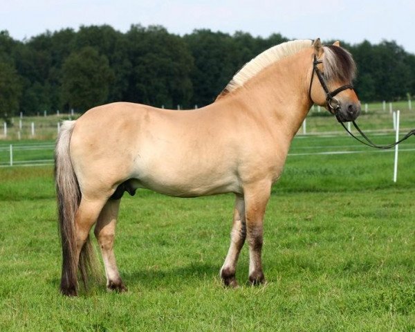 stallion Max (Fjord Horse, 1996, from Stanstorp-Blakken)