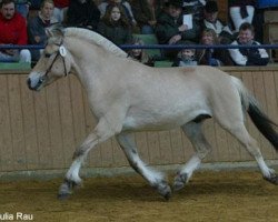 horse Memo (Fjord Horse, 2001, from Merkur N.2743)