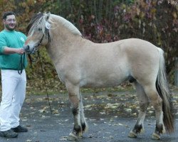 stallion Mikka (Fjord Horse, 2000, from Merkur N.2743)