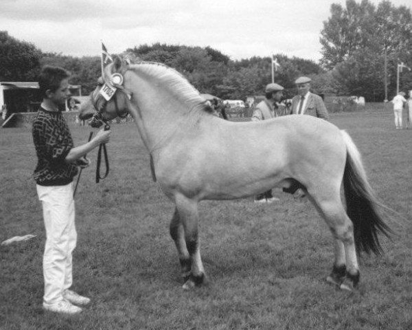 stallion Mikkel Stanstorp (Fjord Horse, 1983, from Cæsar Halsnæs)