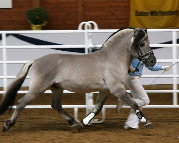 stallion Minor II (ex. Minor) (Fjord Horse, 2003, from Max FJH 691)